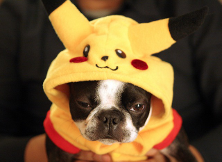 Illustration for article titled The Wonderful World Of Dog Cosplay